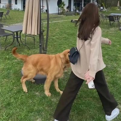 凤仙花 海报
